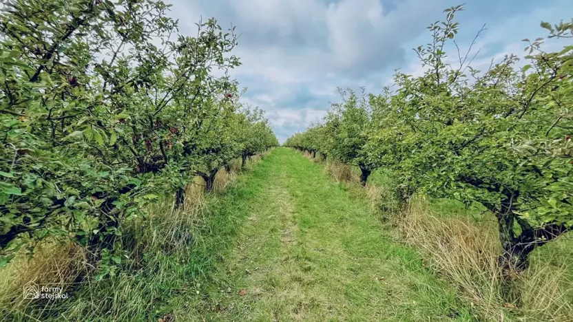 Prodej sadu/vinice, Červené Pečky, 13966 m2