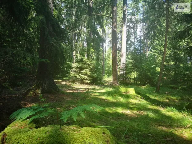 Prodej lesa, Nečín, 59470 m2