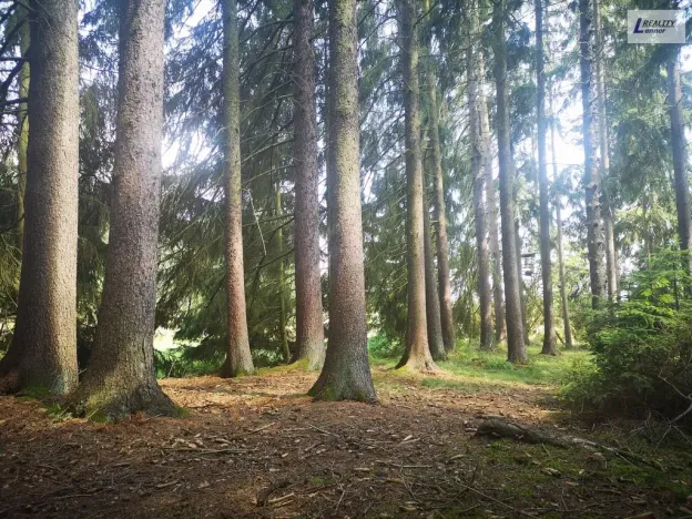 Prodej lesa, Nečín, 59470 m2