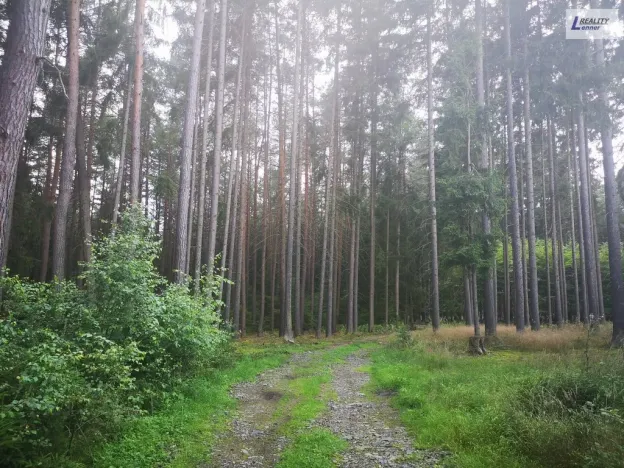 Prodej lesa, Nečín, 59470 m2