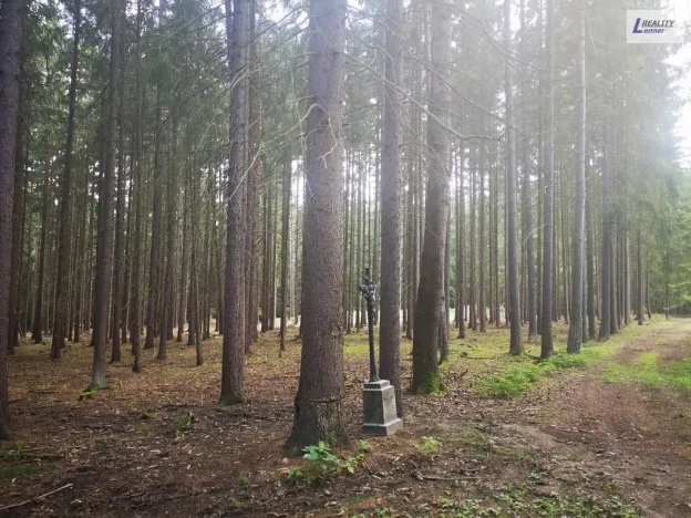 Prodej lesa, Nečín, 59470 m2