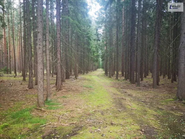 Prodej lesa, Nečín, 59470 m2