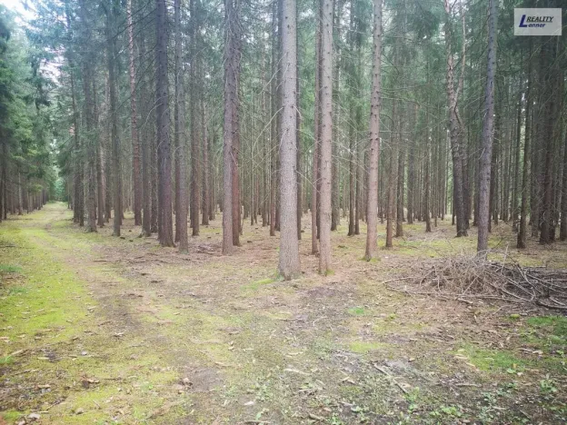 Prodej lesa, Nečín, 59470 m2
