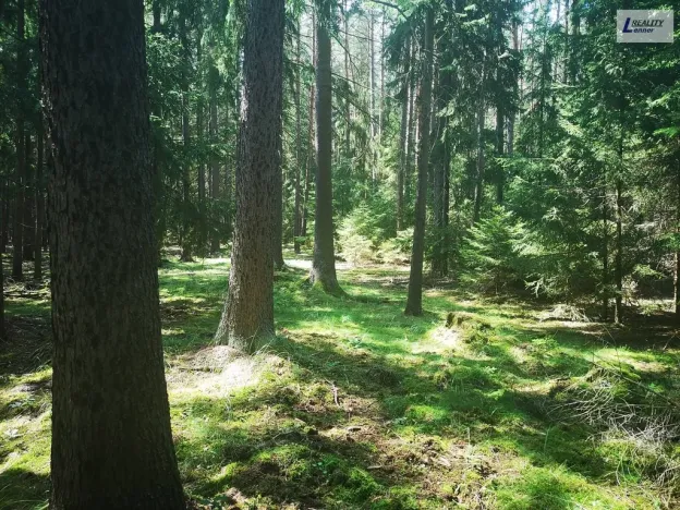 Prodej lesa, Nečín, 59470 m2