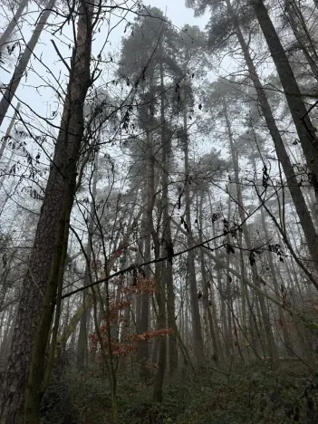 Prodej lesa, Milavče, 5759 m2