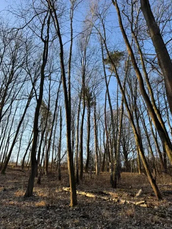 Prodej lesa, Mělnické Vtelno, 2736 m2