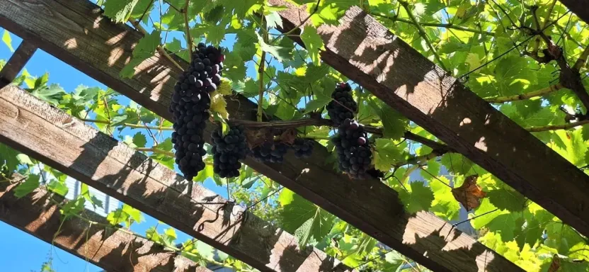 Prodej zahrady, Kroměříž, Kaplanova, 529 m2