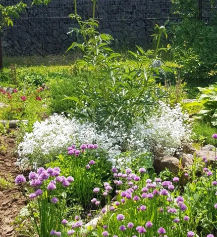 Prodej zahrady, Kroměříž, Kaplanova, 529 m2