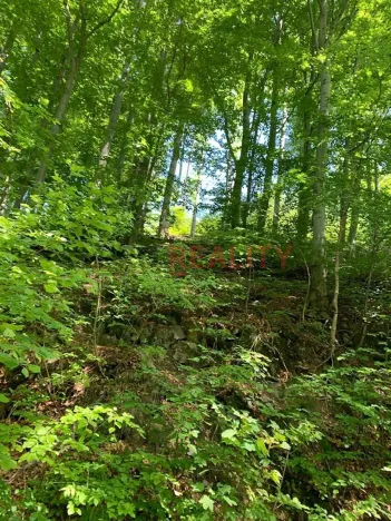 Prodej lesa, Třinec, 102143 m2