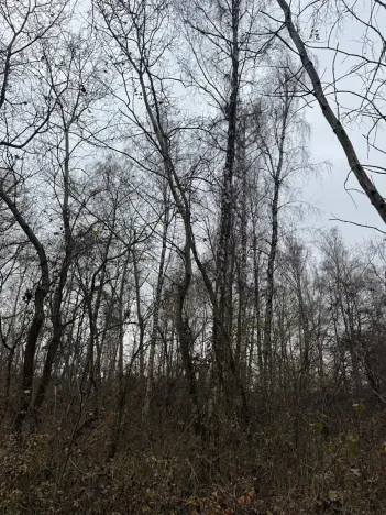 Prodej lesa, Moravský Písek, 4838 m2