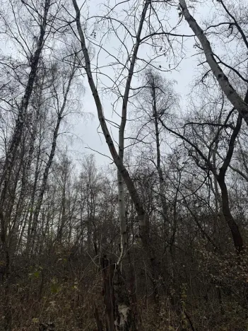 Prodej lesa, Moravský Písek, 4838 m2