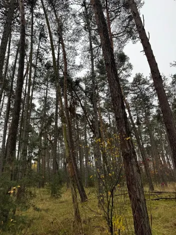 Prodej podílu lesa, Poříčany, 7349 m2
