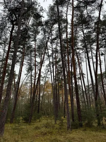 Prodej podílu lesa, Poříčany, 7349 m2