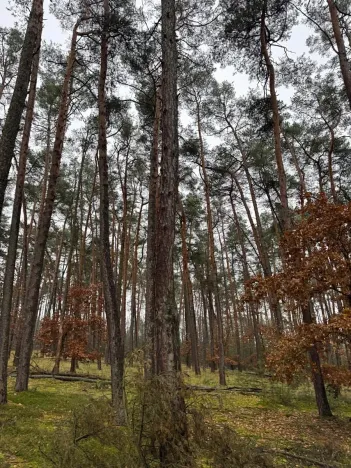 Prodej podílu lesa, Poříčany, 7349 m2