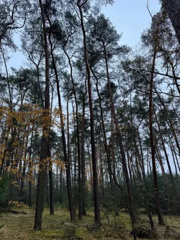 Prodej podílu lesa, Poříčany, 7349 m2