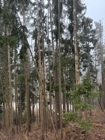 Prodej podílu lesa, Vacov, 23843 m2