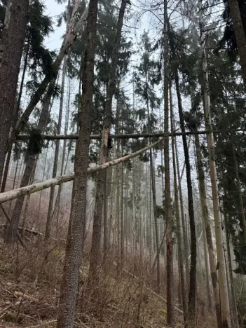 Prodej podílu lesa, Vacov, 23843 m2