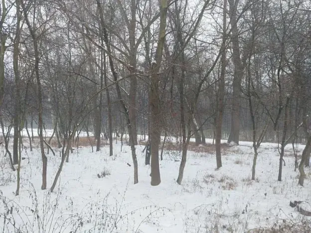 Prodej lesa, Pardubice, 1407 m2