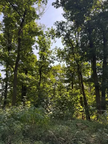 Prodej lesa, Bolehošť, 3558 m2