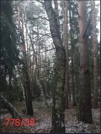 Prodej lesa, Kojčice, 1102 m2