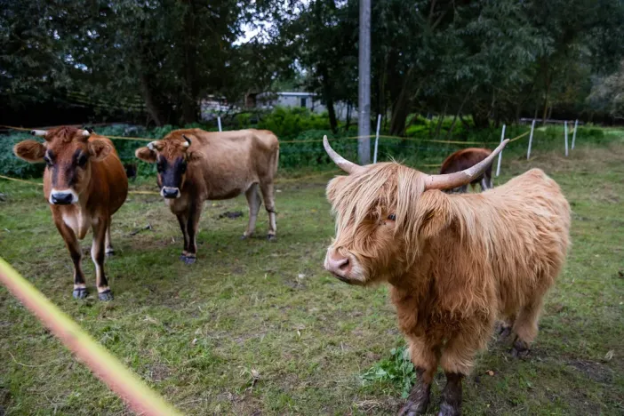 Prodej chaty, Litíč, 60 m2