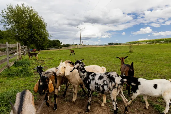 Prodej chaty, Litíč, 60 m2