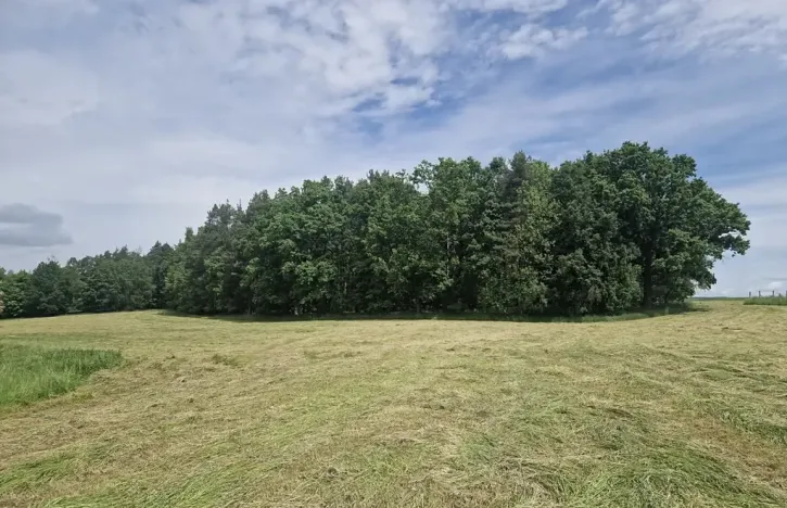 Prodej lesa, Paceřice, 4924 m2