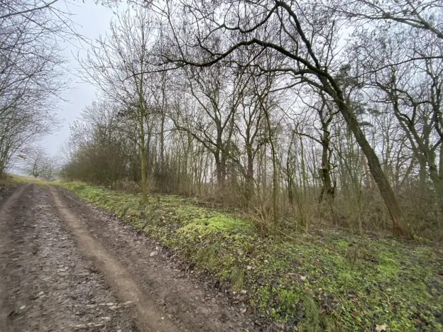 Prodej lesa, Městečko Trnávka - Lázy, 856 m2