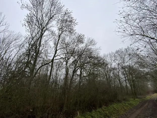 Prodej lesa, Městečko Trnávka - Lázy, 856 m2