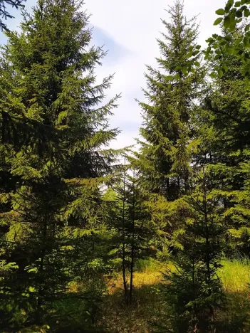 Prodej lesa, Černovice, 5230 m2