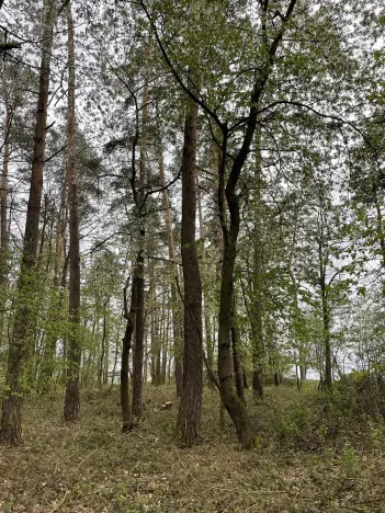Prodej lesa, Plzeň, 5650 m2