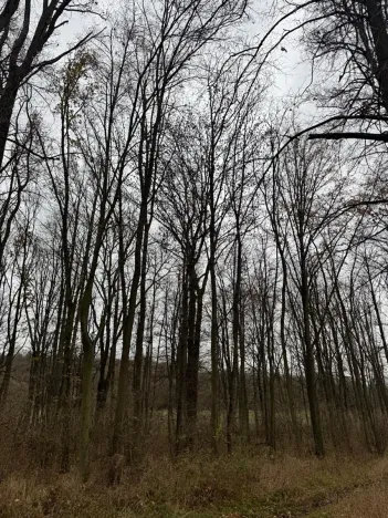 Prodej lesa, Čejkovice, 8895 m2