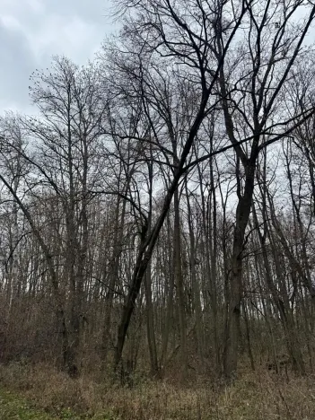 Prodej lesa, Čejkovice, 8895 m2