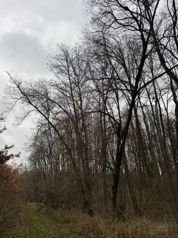 Prodej lesa, Čejkovice, 8895 m2