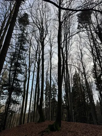 Prodej podílu lesa, Halenkov, 1840 m2