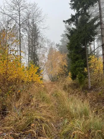 Prodej podílu lesa, Úboč, 4513 m2