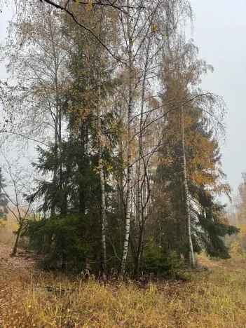 Prodej podílu lesa, Úboč, 4513 m2