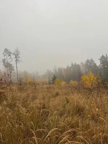 Prodej podílu lesa, Úboč, 4513 m2