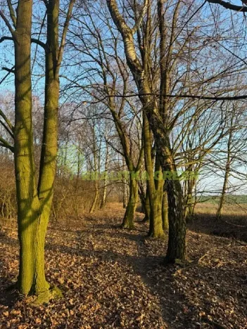 Prodej lesa, Jistebník, 5452 m2