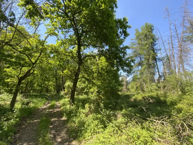 Prodej lesa, Kropáčova Vrutice - Sušno, 15167 m2