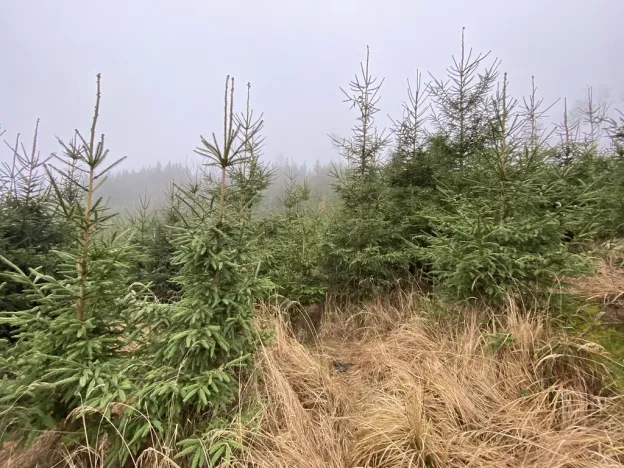 Prodej lesa, Městečko Trnávka - Lázy, 6313 m2