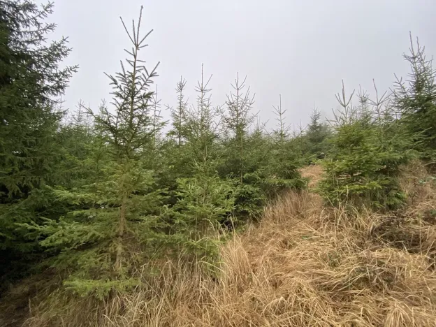 Prodej lesa, Městečko Trnávka - Lázy, 6313 m2