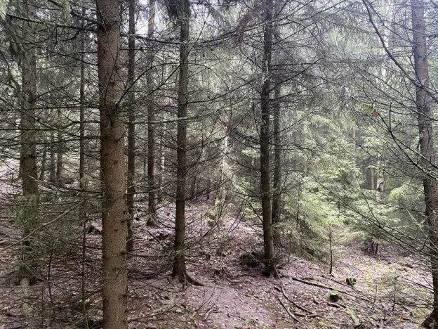 Prodej lesa, Městečko Trnávka - Lázy, 32904 m2