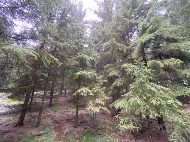 Prodej lesa, Městečko Trnávka - Lázy, 32904 m2