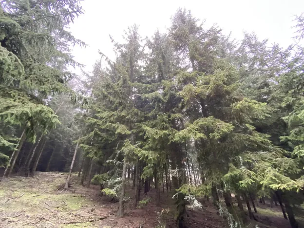 Prodej lesa, Městečko Trnávka - Lázy, 32904 m2