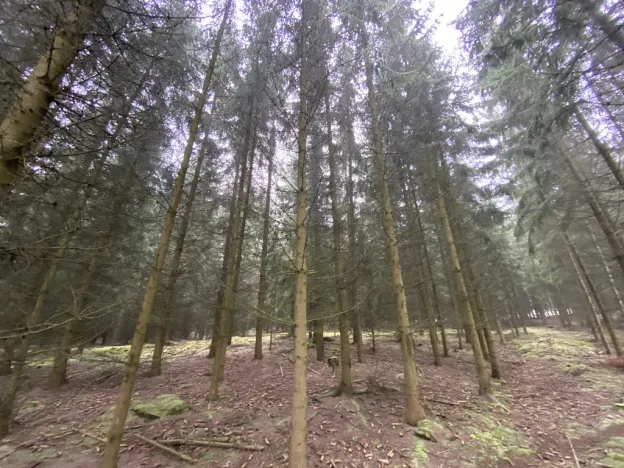 Prodej lesa, Městečko Trnávka - Lázy, 32904 m2