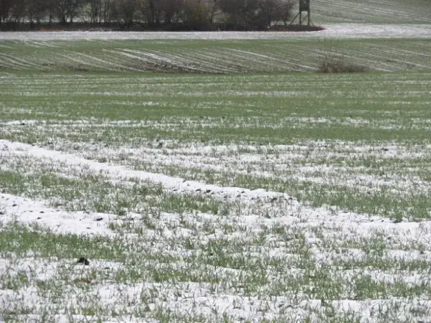 Dražba louky, Chotěšice, 11382 m2