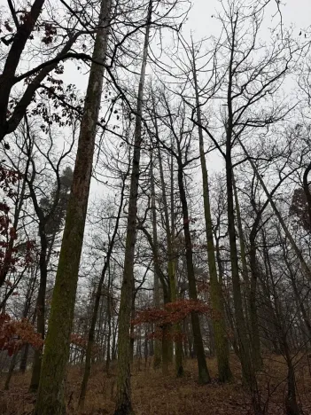 Prodej lesa, Citonice, 1777 m2