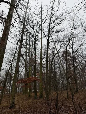 Prodej lesa, Citonice, 1777 m2