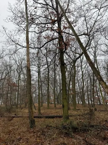 Prodej lesa, Citonice, 1777 m2